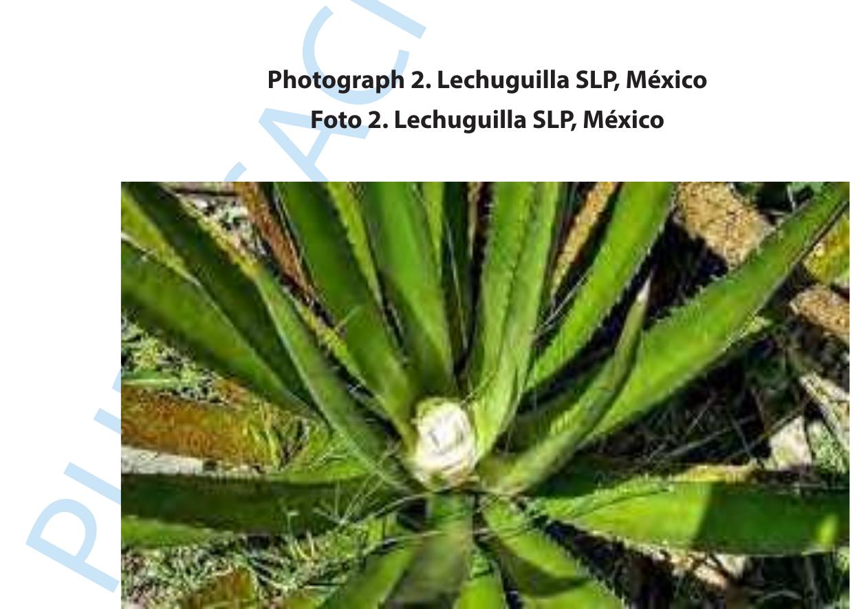 From Ordinary to Extraordinary: Elevate Your Fries with Pencas Fritas con Olla GM